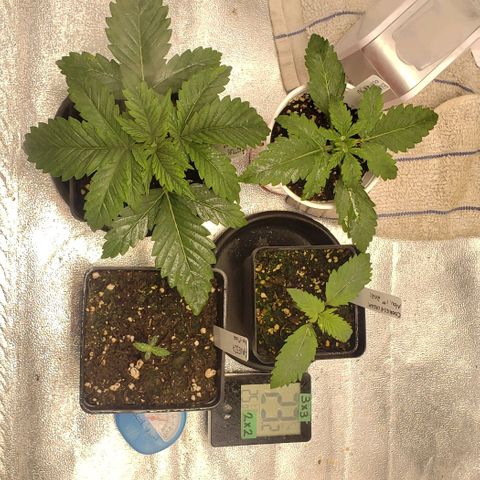 Zkittles Glue growlog timeline photo