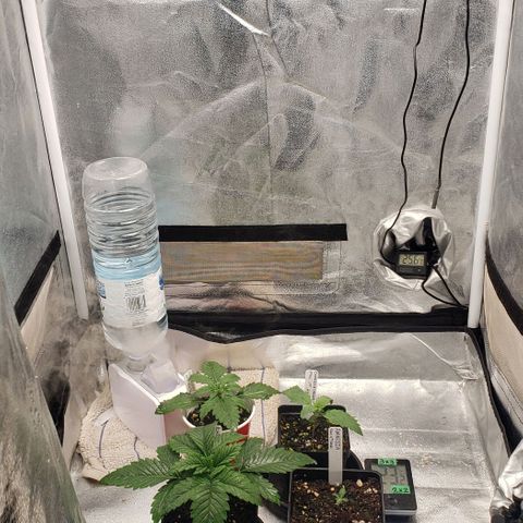 Zkittles Glue growlog timeline photo