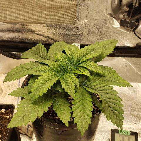 Zkittles Glue growlog timeline photo