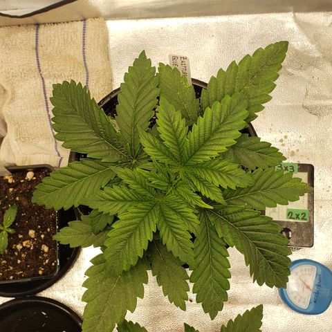 Zkittles Glue growlog timeline photo