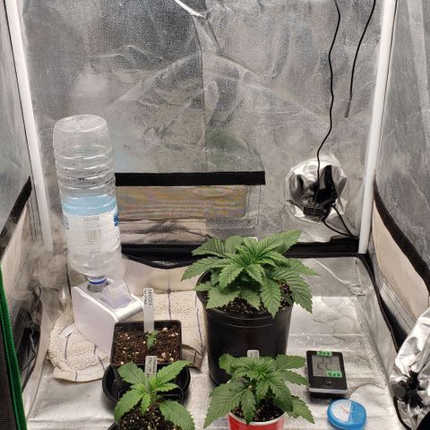 Zkittles Glue growlog timeline photo