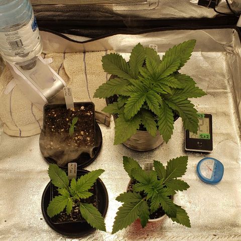 Zkittles Glue growlog timeline photo