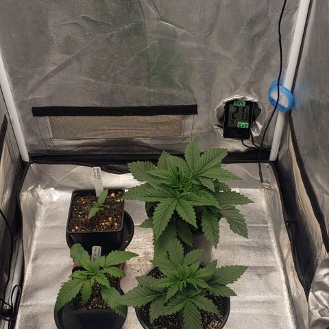 Zkittles Glue growlog timeline photo
