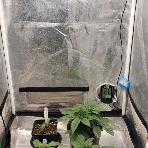 Zkittles Glue growlog timeline photo