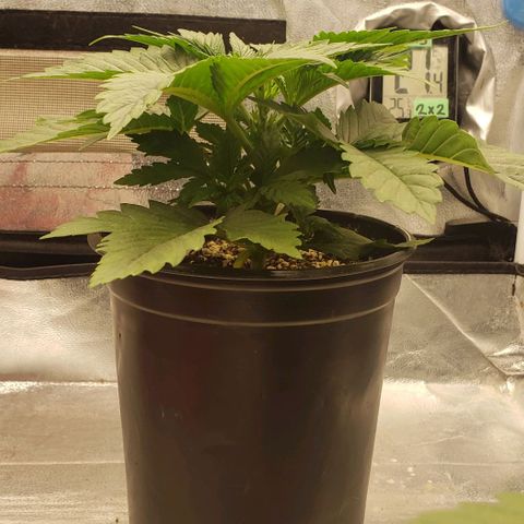 Zkittles Glue growlog timeline photo