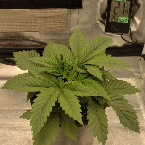 Zkittles Glue growlog timeline photo