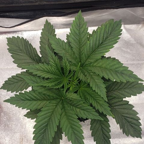 Zkittles Glue growlog timeline photo