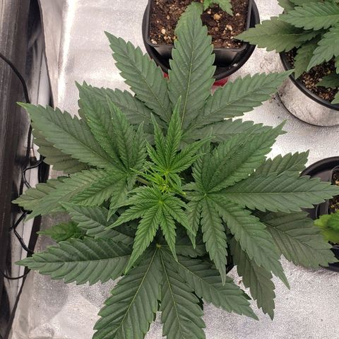 Zkittles Glue growlog timeline photo