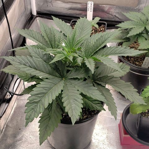 Zkittles Glue growlog timeline photo