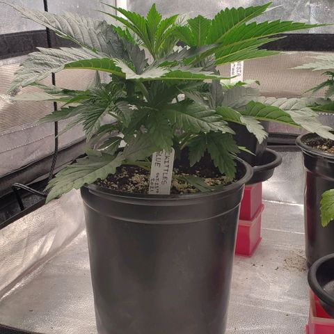 Zkittles Glue growlog timeline photo