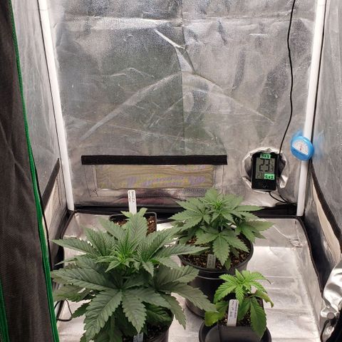 Zkittles Glue growlog timeline photo