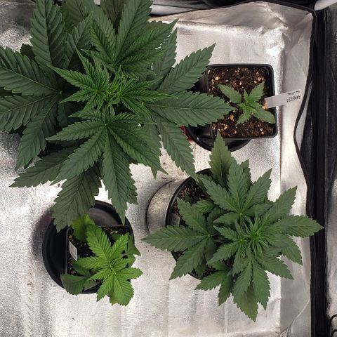 Zkittles Glue growlog timeline photo