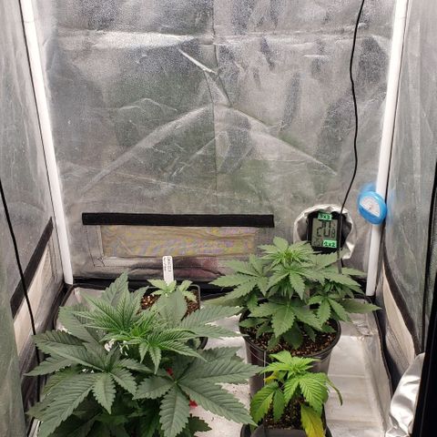 Zkittles Glue growlog timeline photo