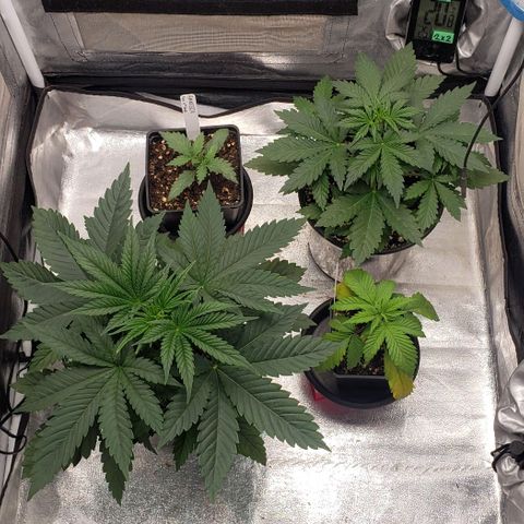 Zkittles Glue growlog timeline photo