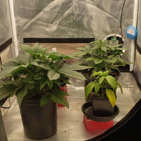 Zkittles Glue growlog timeline photo
