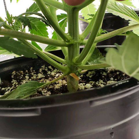 Zkittles Glue growlog timeline photo