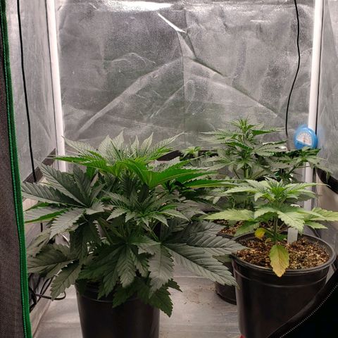 Zkittles Glue growlog timeline photo