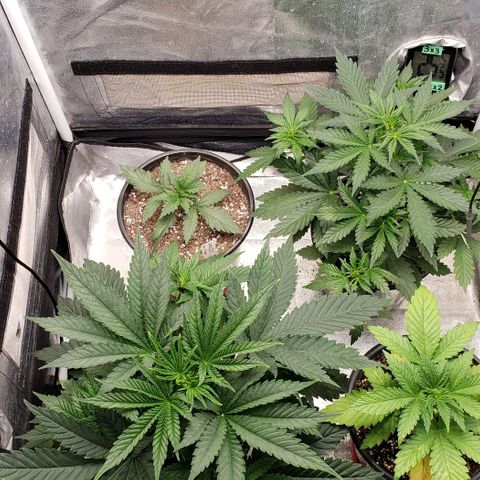 Zkittles Glue growlog timeline photo