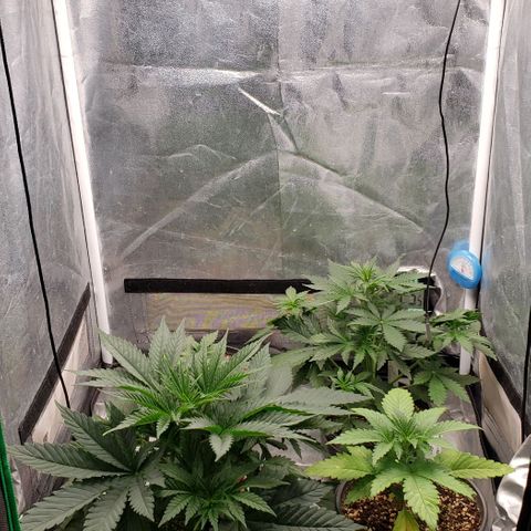 Zkittles Glue growlog timeline photo
