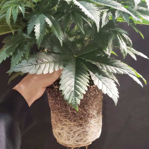 Zkittles Glue growlog timeline photo