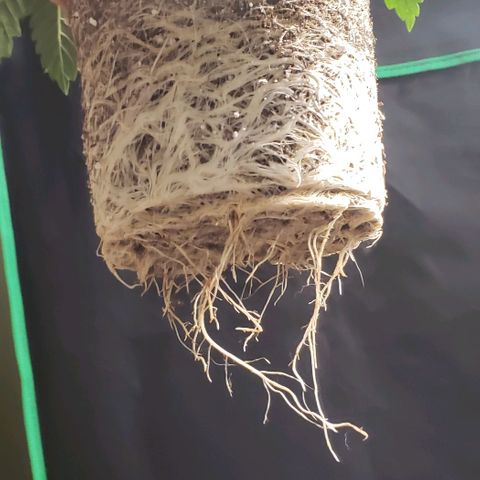 Zkittles Glue growlog timeline photo