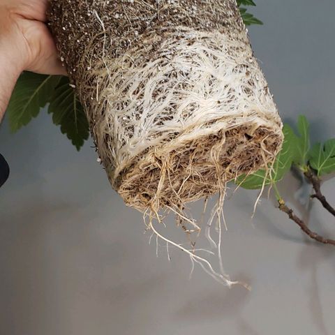 Zkittles Glue growlog timeline photo
