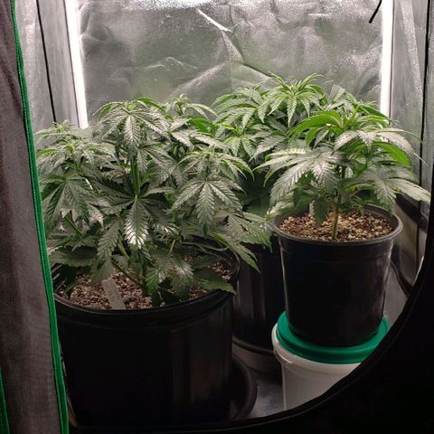 Zkittles Glue growlog timeline photo