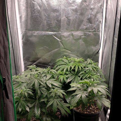 Zkittles Glue growlog timeline photo