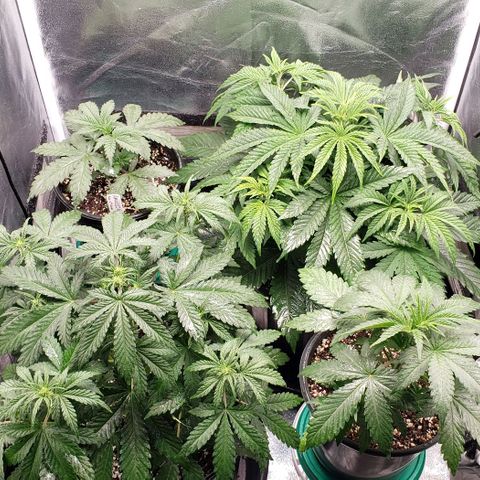 Zkittles Glue growlog timeline photo