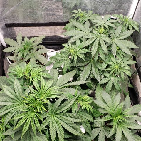 Zkittles Glue growlog timeline photo
