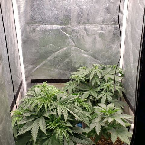 Zkittles Glue growlog timeline photo