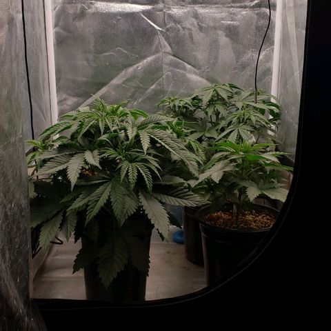 Zkittles Glue growlog timeline photo