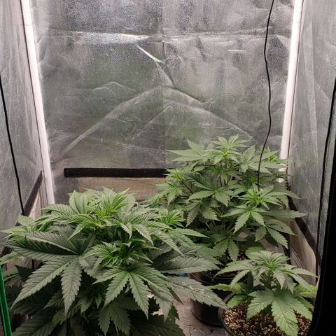 Zkittles Glue growlog timeline photo
