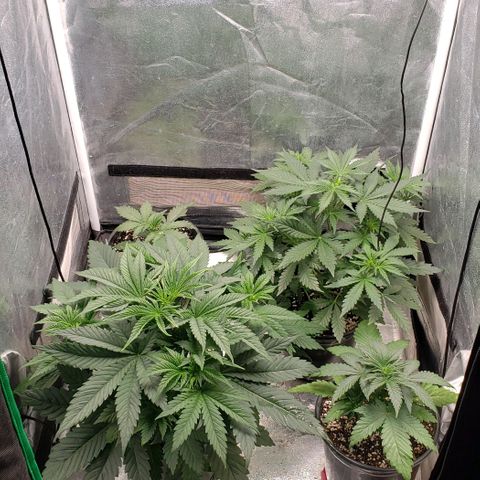 Zkittles Glue growlog timeline photo