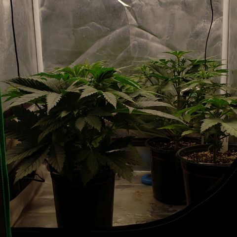 Zkittles Glue growlog timeline photo