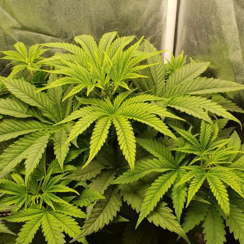 Zkittles Glue growlog timeline photo