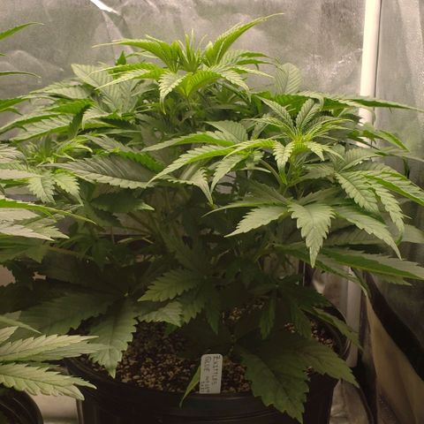 Zkittles Glue growlog timeline photo