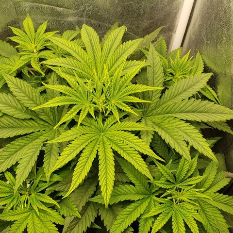 Zkittles Glue growlog timeline photo