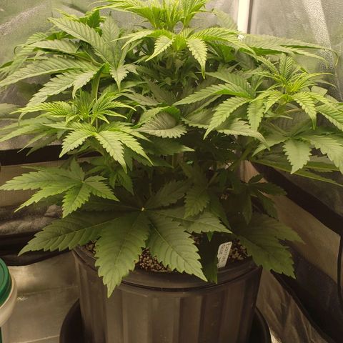 Zkittles Glue growlog timeline photo