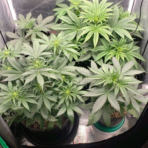 Zkittles Glue growlog timeline photo