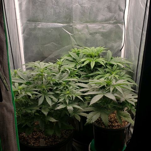 Zkittles Glue growlog timeline photo