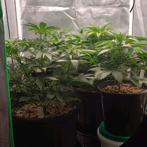 Zkittles Glue growlog timeline photo