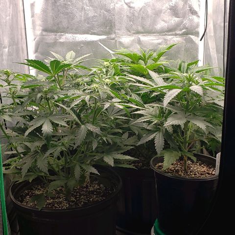 Zkittles Glue growlog timeline photo