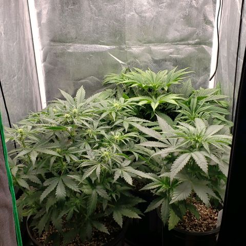 Zkittles Glue growlog timeline photo