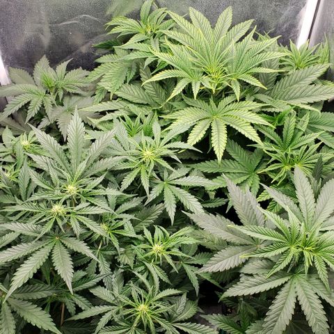 Zkittles Glue growlog timeline photo