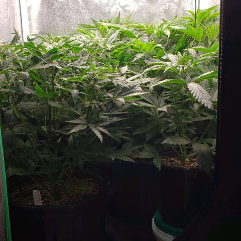 Zkittles Glue growlog timeline photo