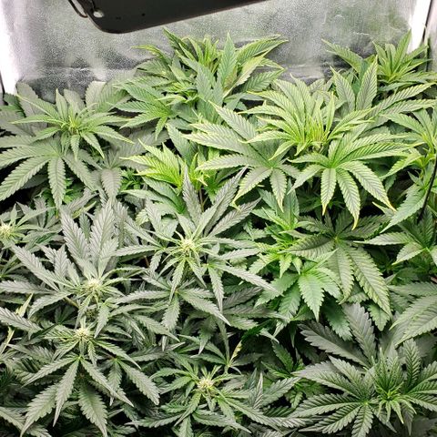 Zkittles Glue growlog timeline photo