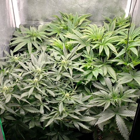 Zkittles Glue growlog timeline photo