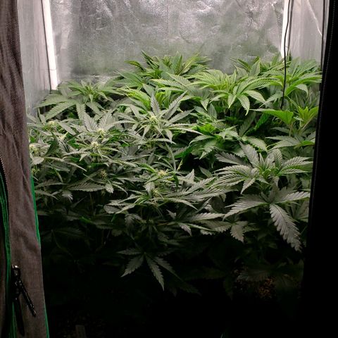Zkittles Glue growlog timeline photo