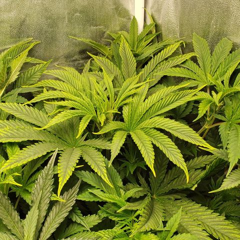 Zkittles Glue growlog timeline photo